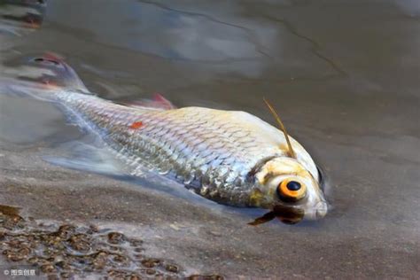 鯉魚死掉|魚缸里的魚死了，如何處理魚缸？